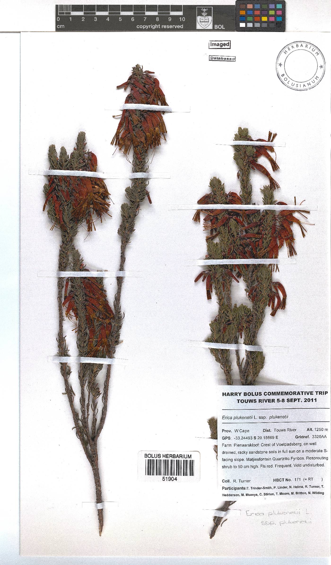 Erica plukenetii subsp. plukenetii image