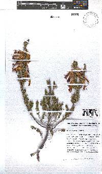 Erica melastoma image