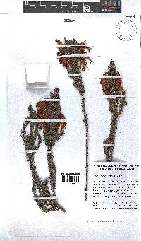 Erica plukenetii image