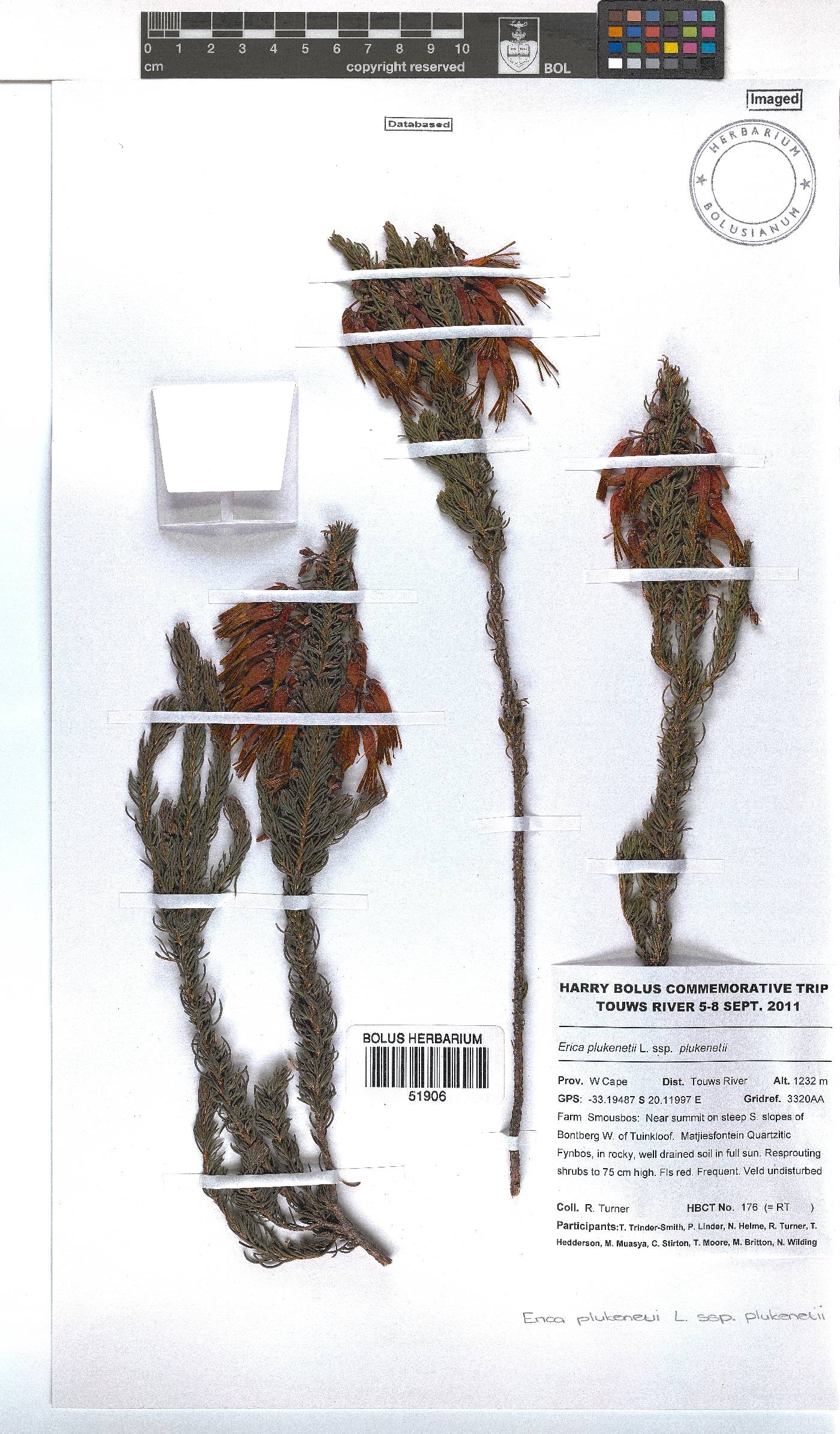 Erica plukenetii subsp. plukenetii image