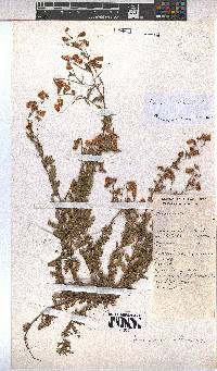 Hermannia diffusa image