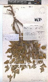 Hermannia althaeifolia image