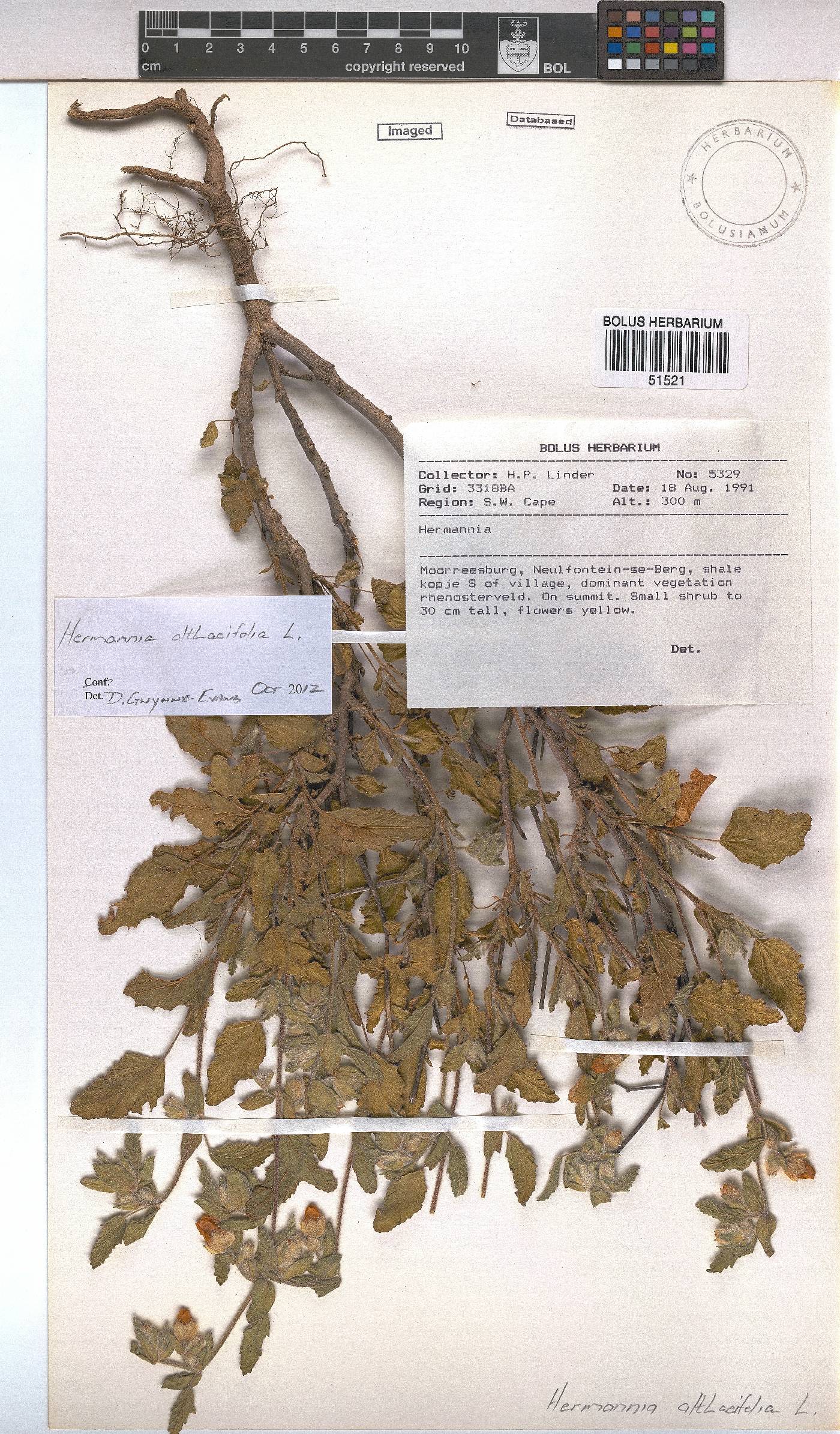 Hermannia althaeifolia image
