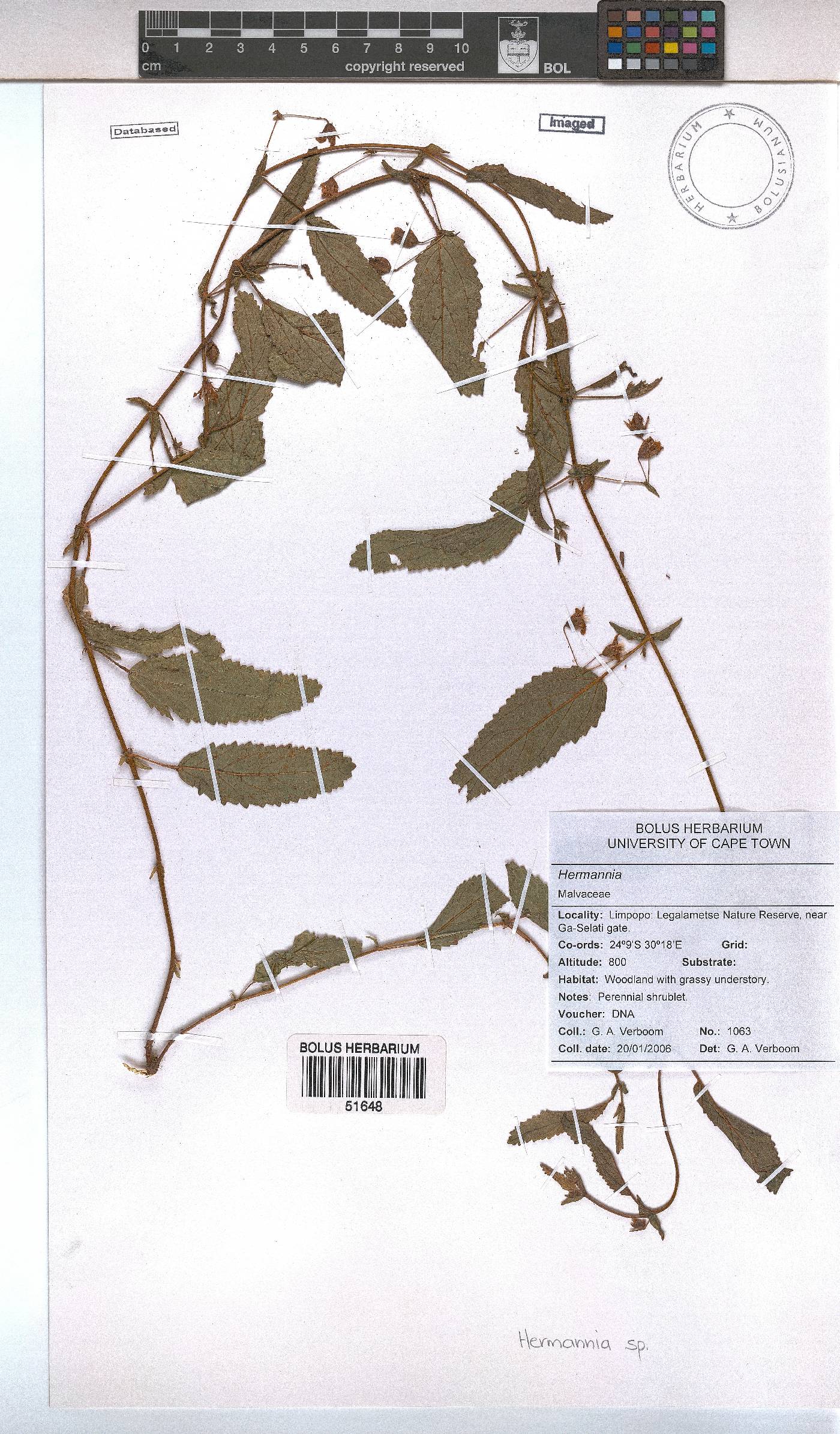 Hermannia image