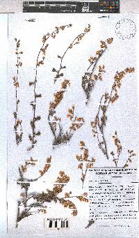 Image of Hermannia alnifolia