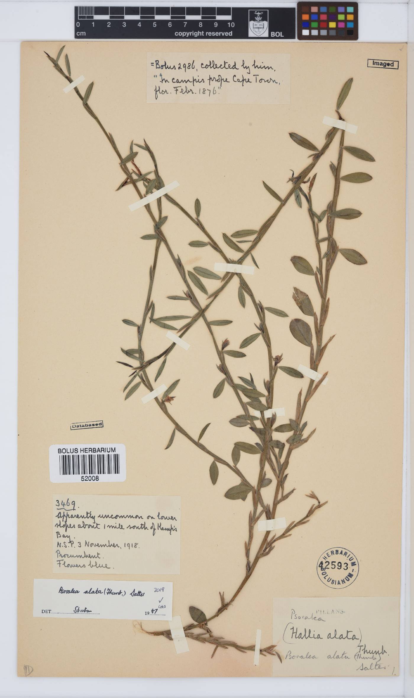 Psoralea alata image