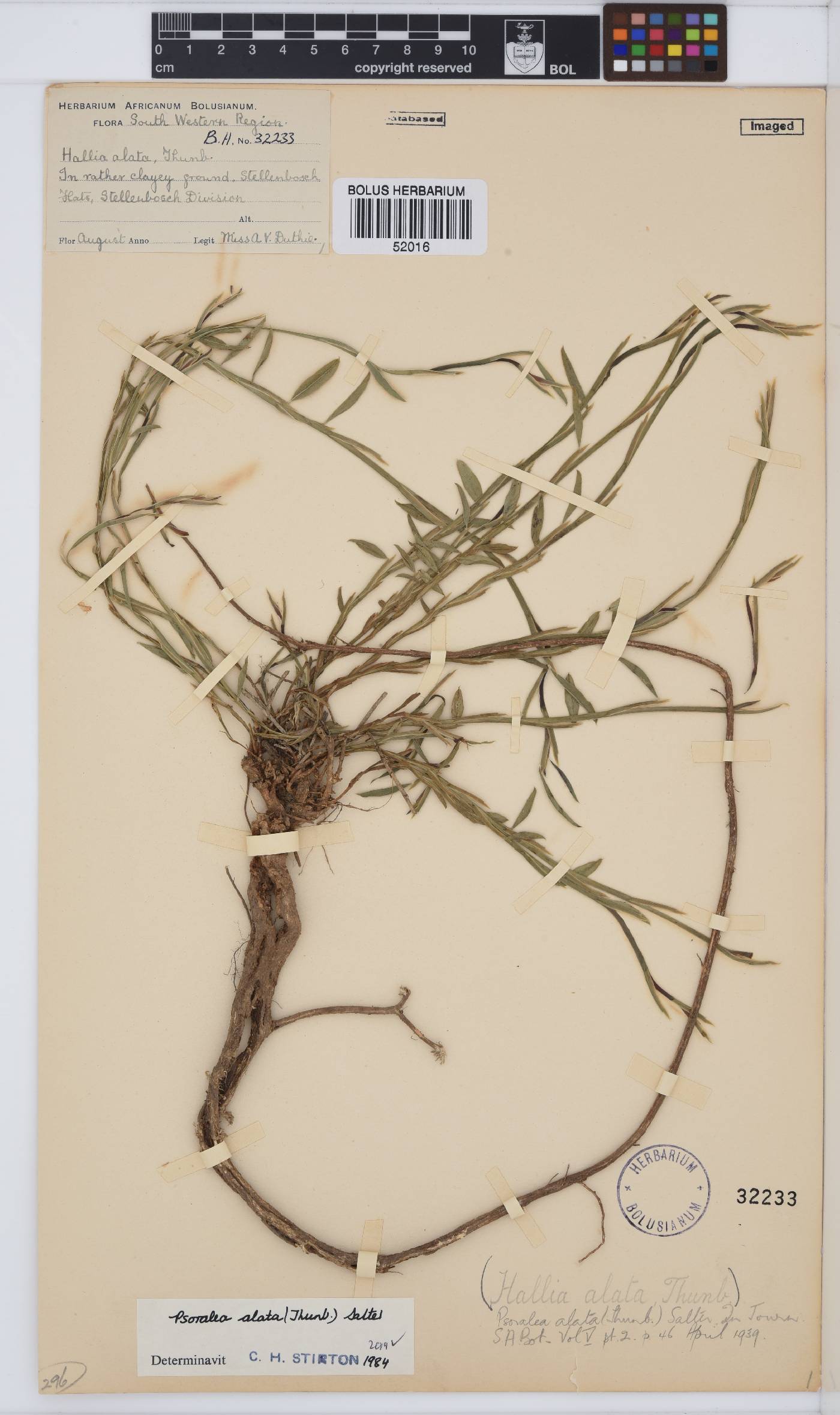 Psoralea alata image