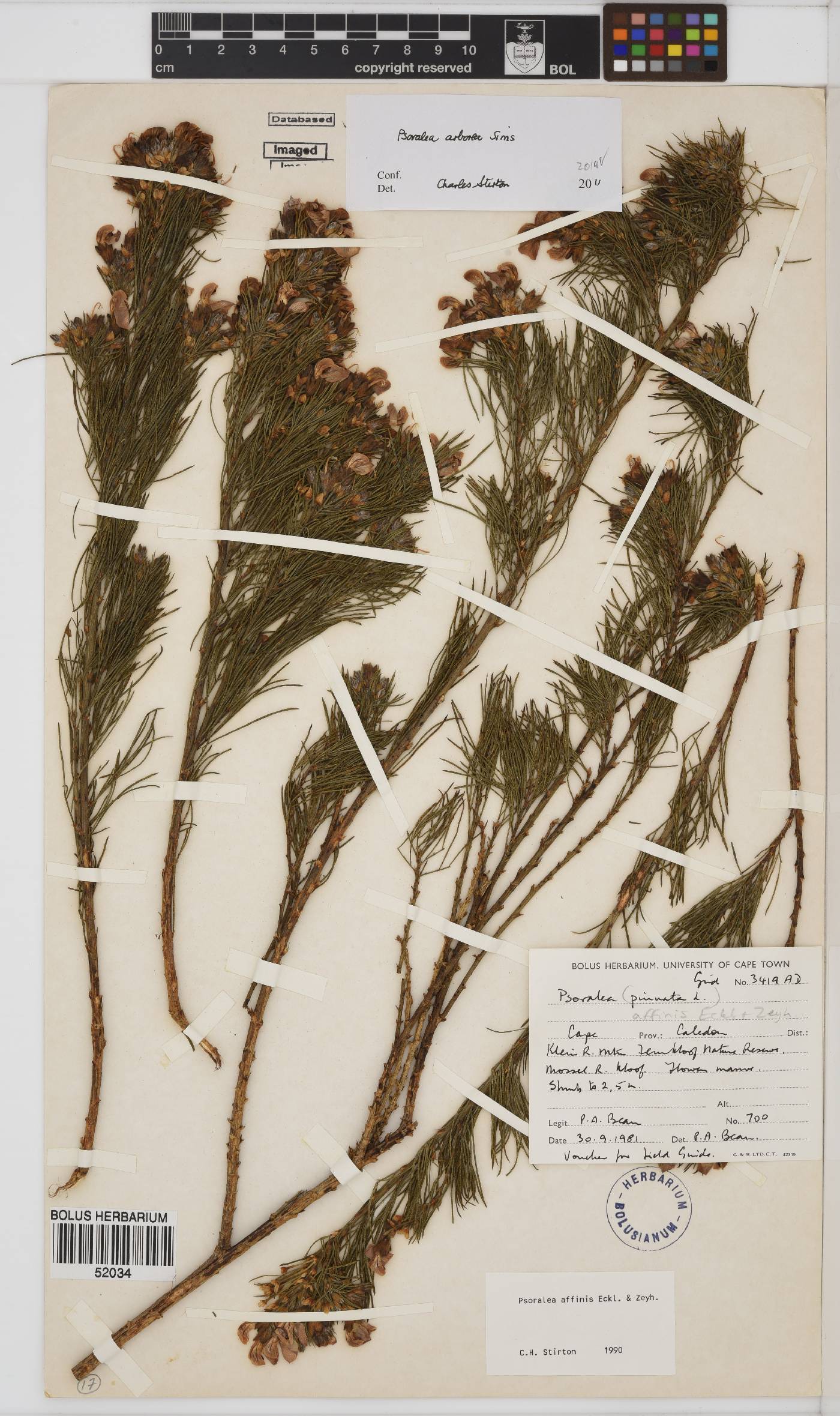 Psoralea arborea image
