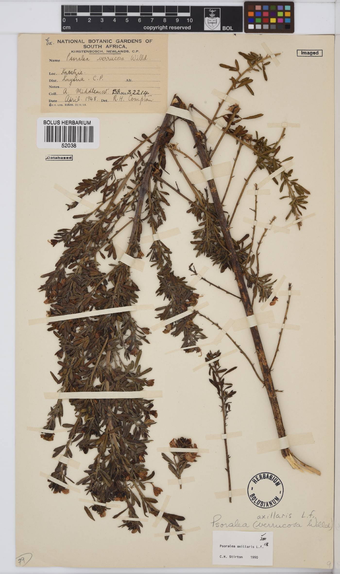 Psoralea axillaris image