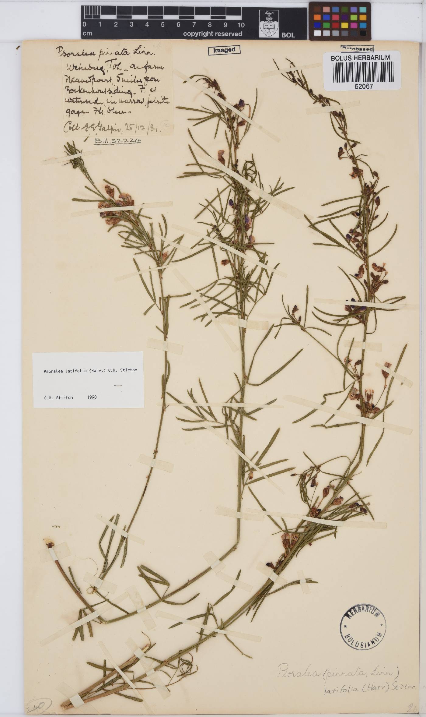 Psoralea latifolia image