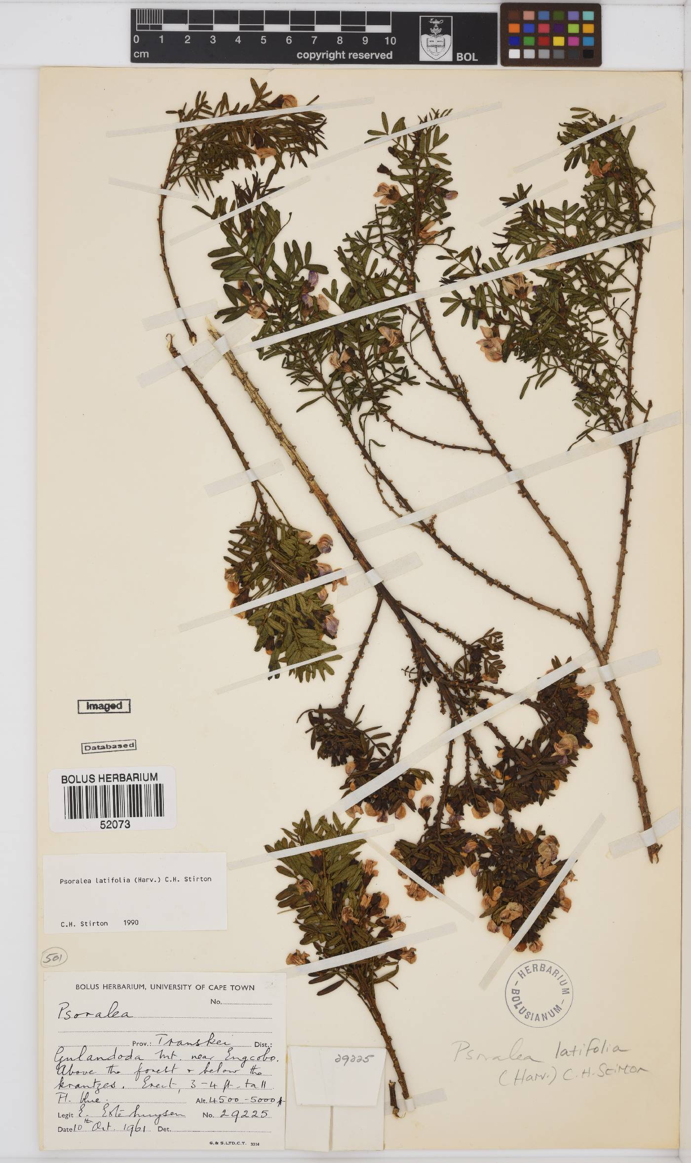 Psoralea latifolia image