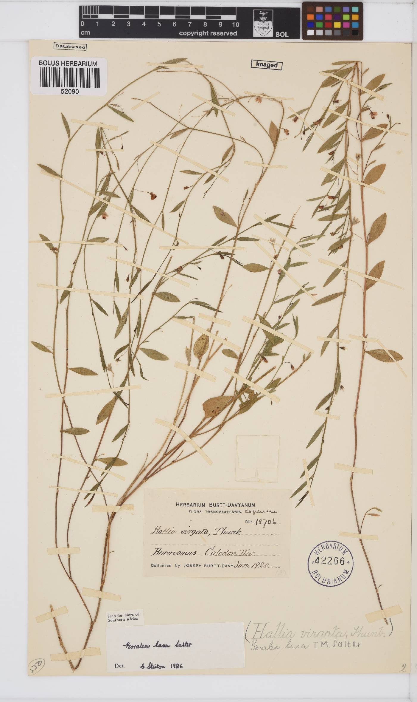Psoralea laxa image