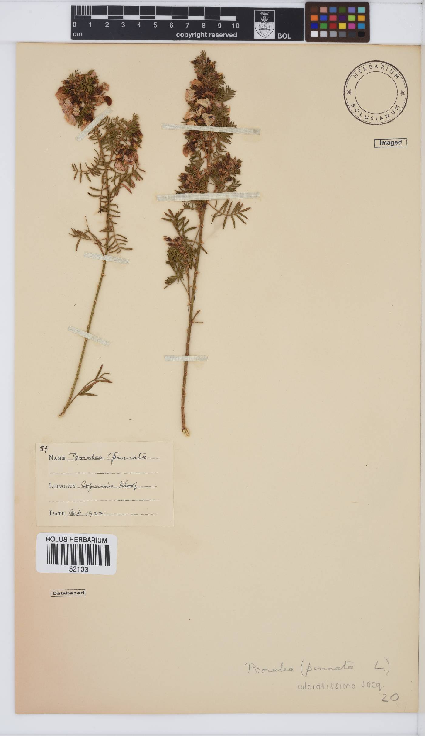 Psoralea odoratissima image