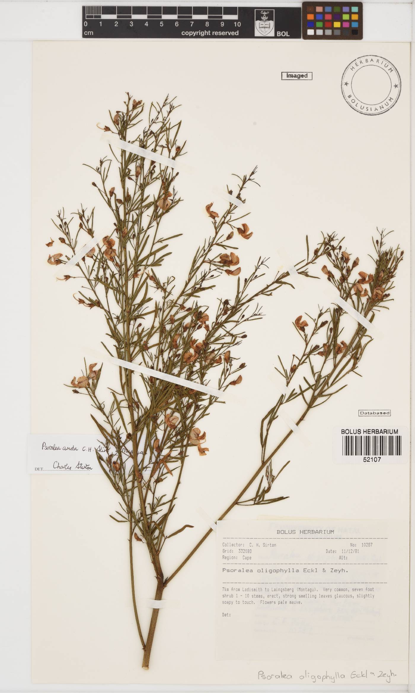Psoralea oligophylla image
