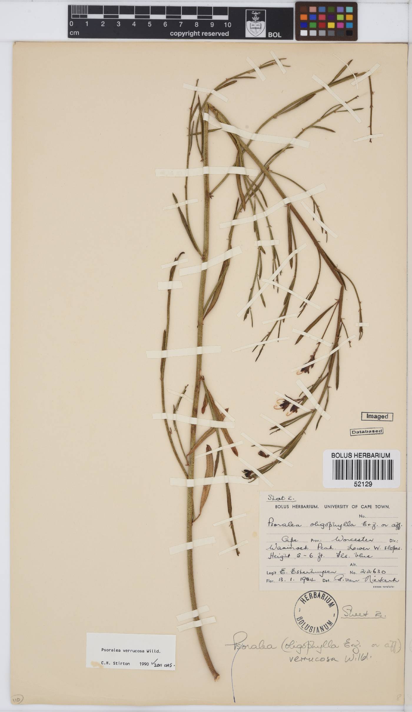 Psoralea verrucosa image