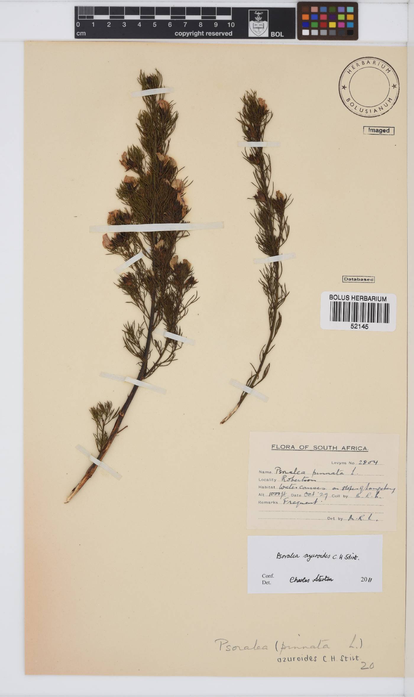 Psoralea image