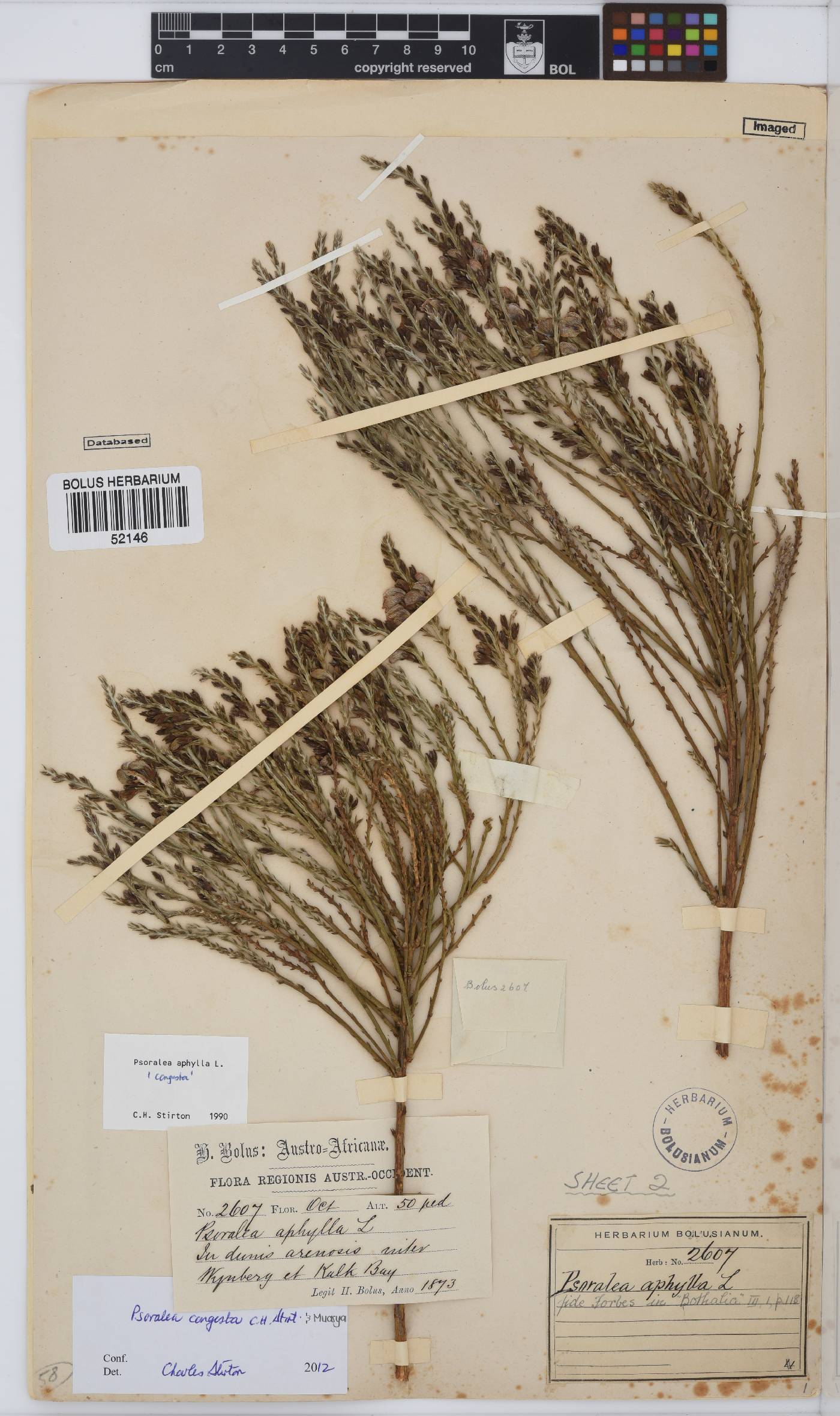 Psoralea congesta image