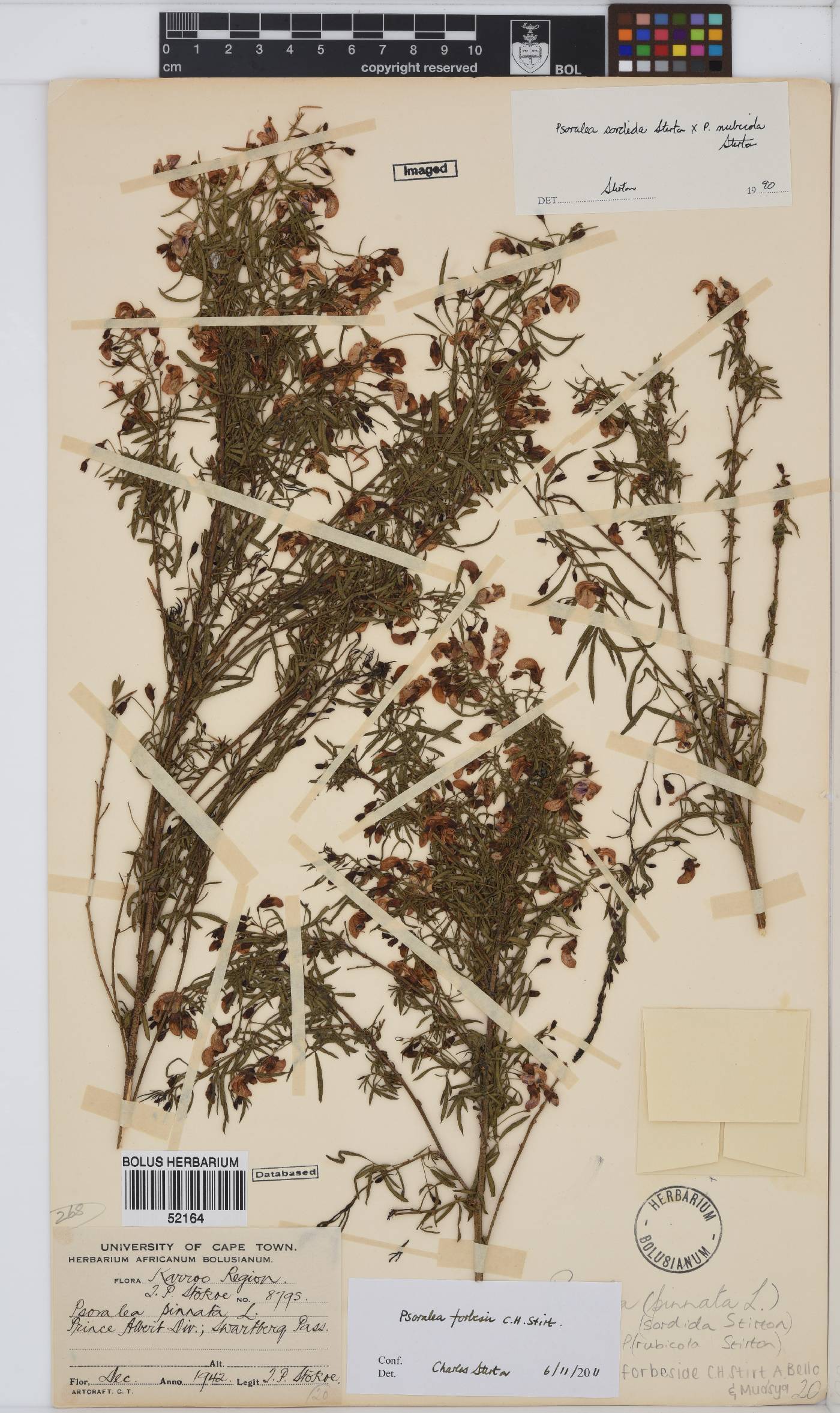 Psoralea forbesiae image