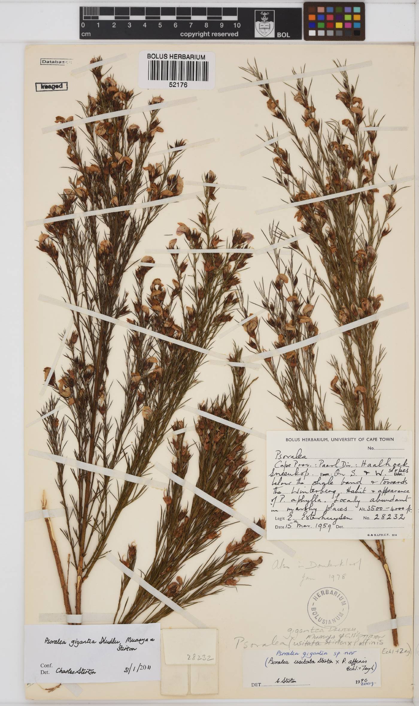 Psoralea gigantea image