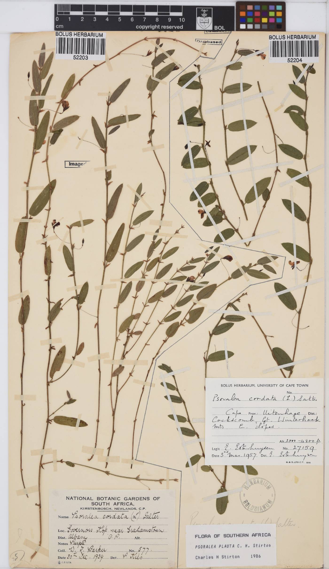 Psoralea plauta image