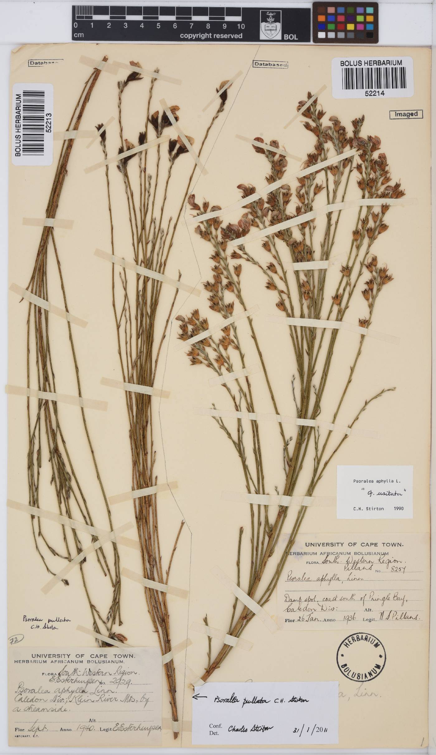 Psoralea usitata image
