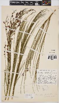 Psoralea usitata image