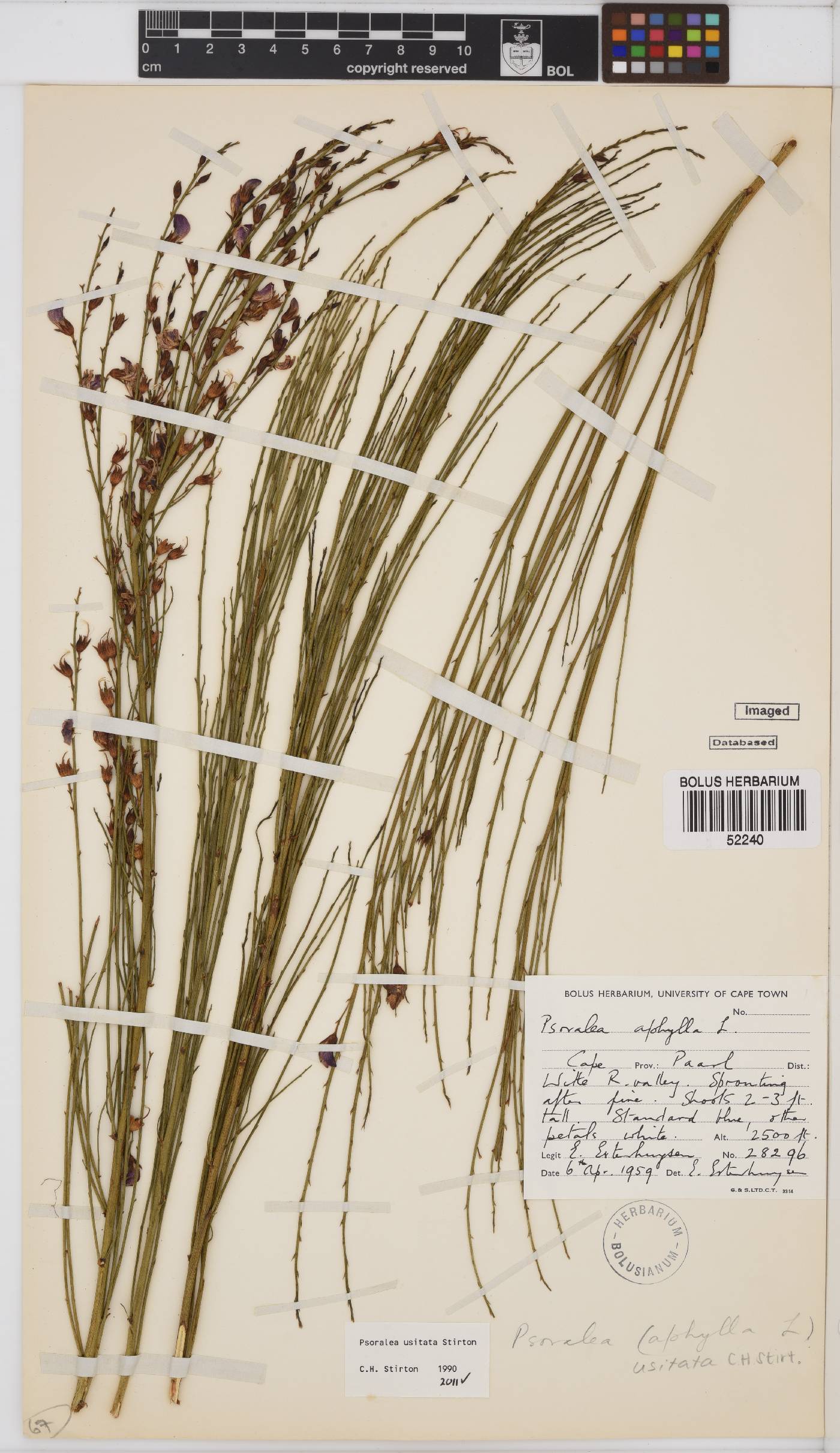 Psoralea usitata image