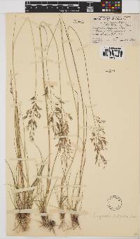 Eragrostis lappula image