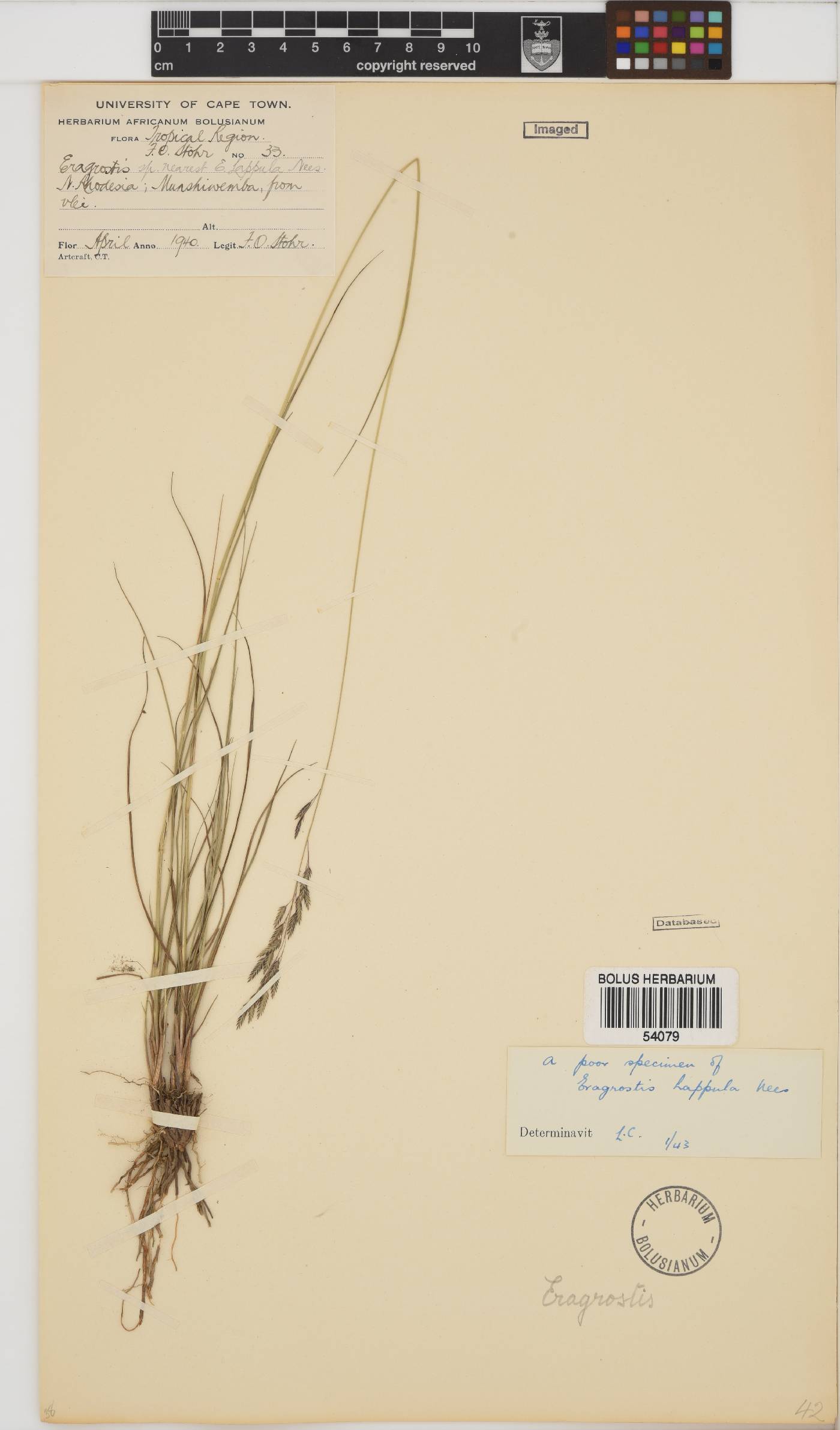 Eragrostis lappula image