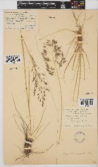 Eragrostis lappula image