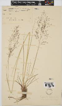 Eragrostis lappula image