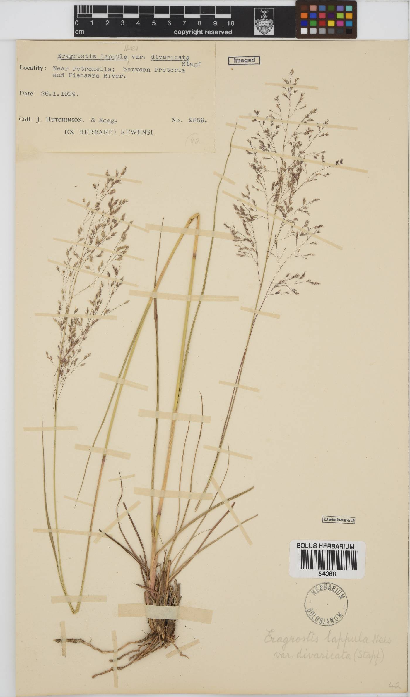 Eragrostis lappula image