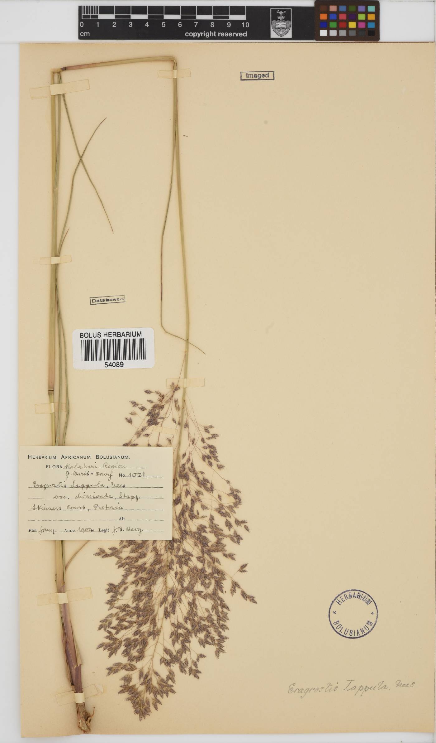 Eragrostis lappula image