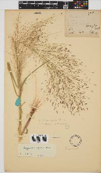 Eragrostis aspera image