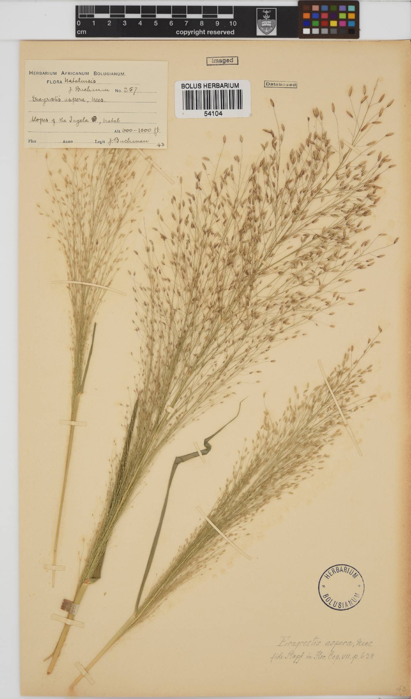 Eragrostis aspera image