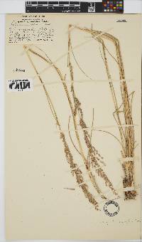 Eragrostis gummiflua image