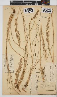 Eragrostis gummiflua image