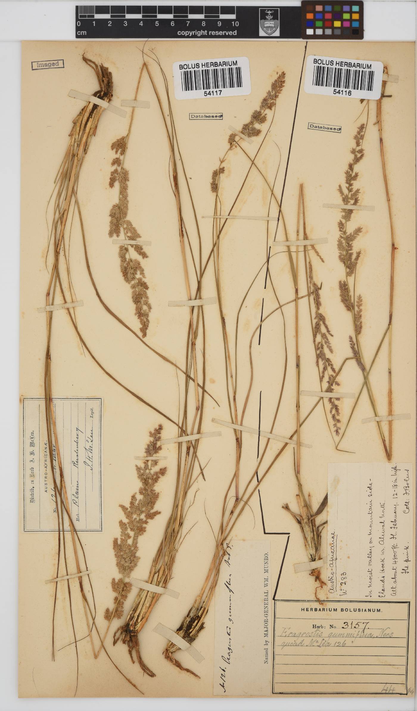 Eragrostis gummiflua image