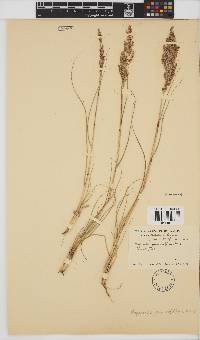 Eragrostis gummiflua image