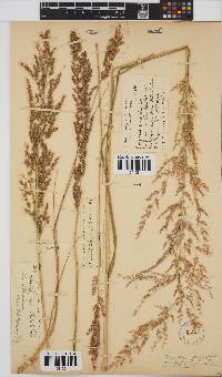 Eragrostis gummiflua image