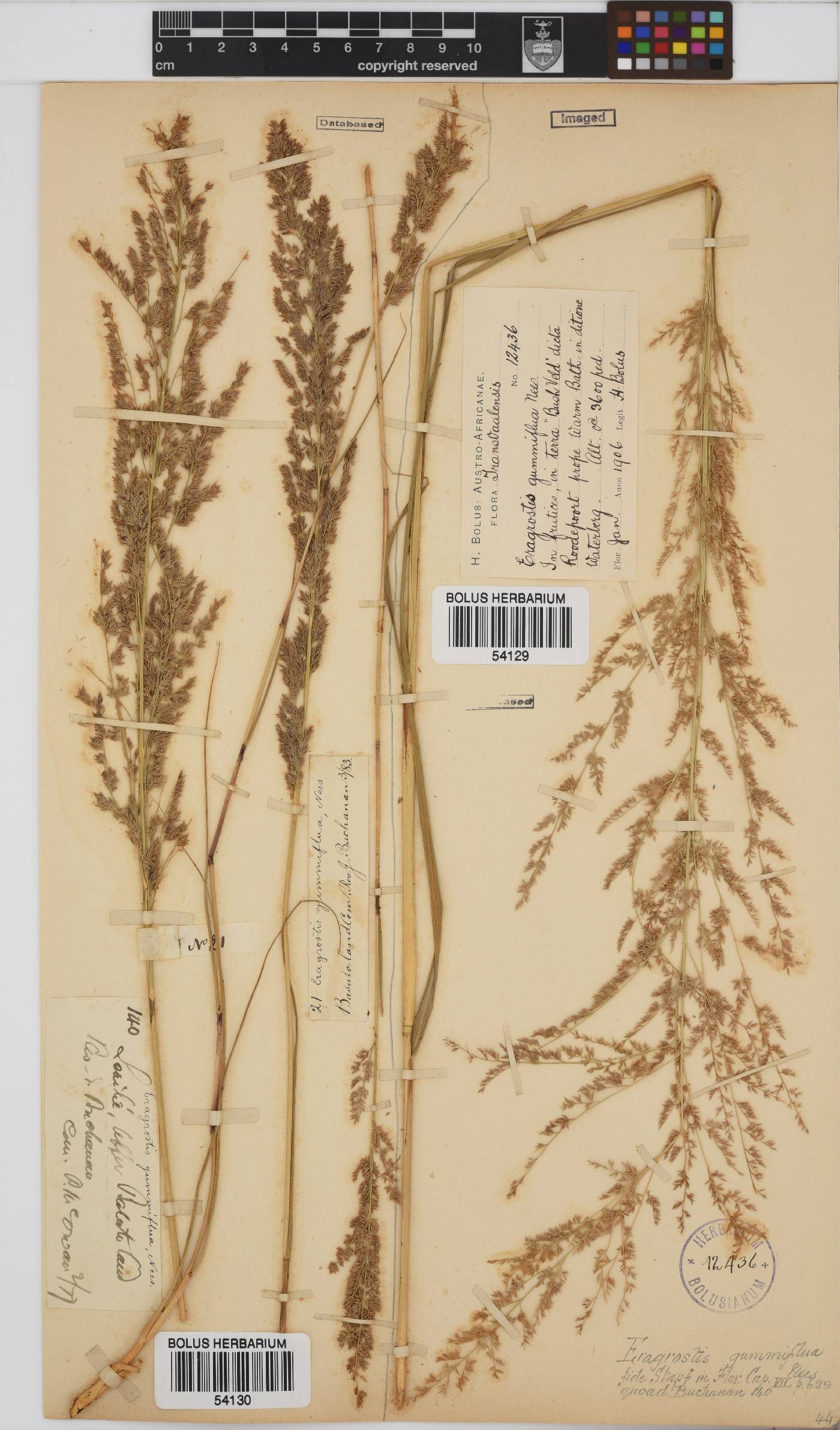 Eragrostis gummiflua image