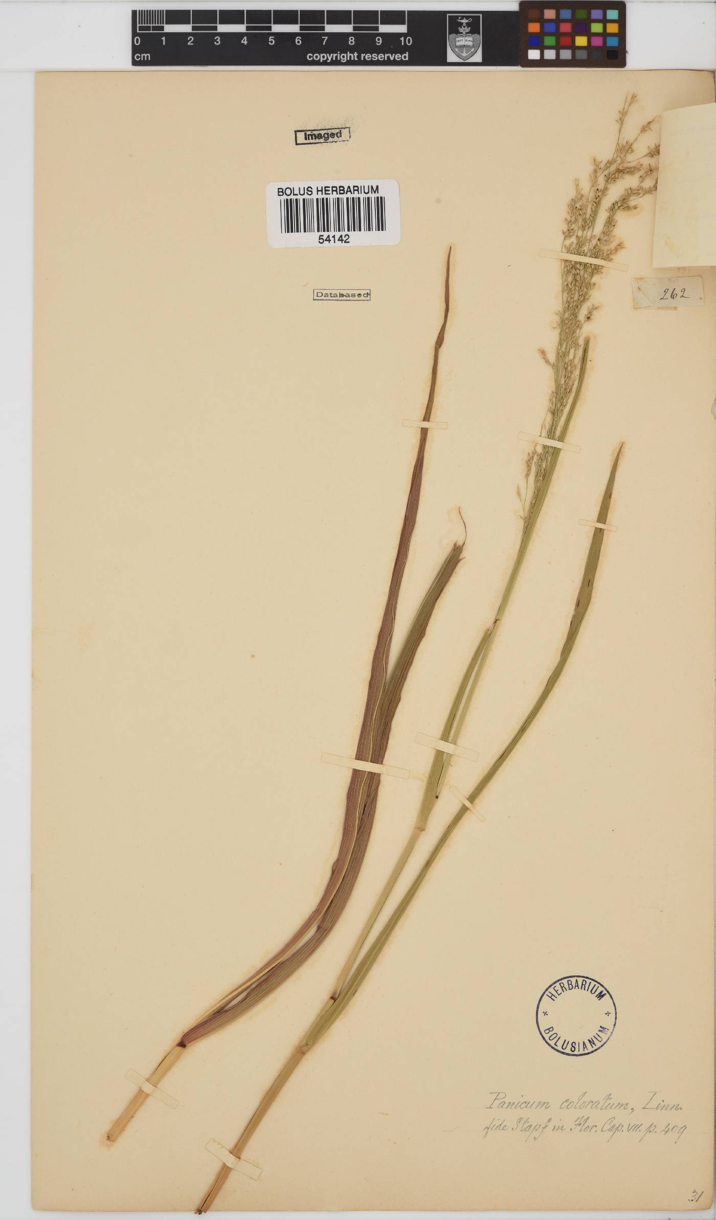 Panicum coloratum image