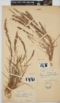 Eragrostis ciliaris image