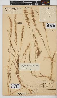 Eragrostis ciliaris image