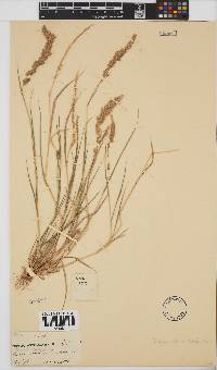 Eragrostis ciliaris image