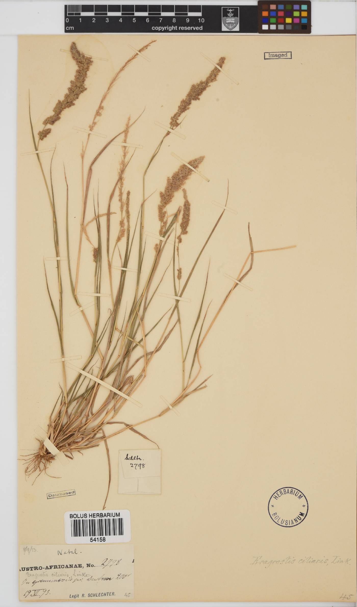 Eragrostis ciliaris image