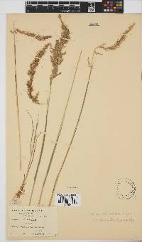 Eragrostis ciliaris image