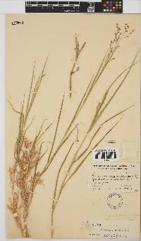 Panicum coloratum image