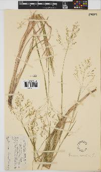 Panicum coloratum image