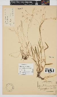 Panicum aequinerve image